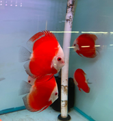 Pack of 3 - Red Melon Discus 4"